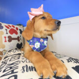 Squeaky Golden Retriever 03