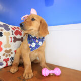 Squeaky Golden Retriever 04