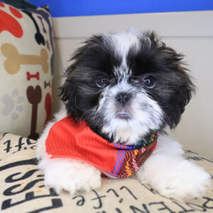Stout Shih Tzu 01
