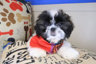 Stout Shih Tzu 01