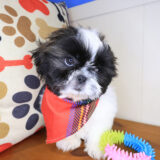 Stout Shih Tzu 02