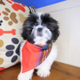 Stout Shih Tzu 03