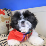 Stout Shih Tzu 04