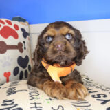 Suga Cocker Spaniel 01
