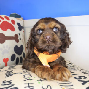 Suga Cocker Spaniel 01