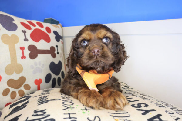 Suga Cocker Spaniel 01