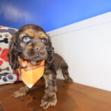 Suga Cocker Spaniel 02