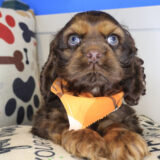 Suga Cocker Spaniel 03