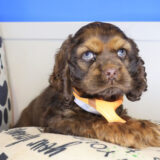 Suga Cocker Spaniel 04