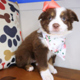 Sushi Austrailan Shepherd 02