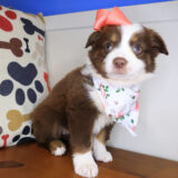 Sushi Austrailan Shepherd 03