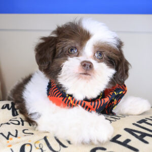 Swank Shihpoo 01