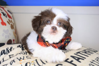 Swank Shihpoo 01