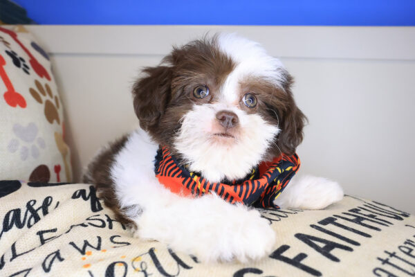 Swank Shihpoo 01