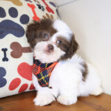 Swank Shihpoo 02