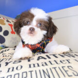 Swank Shihpoo 03