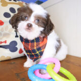Swank Shihpoo 04