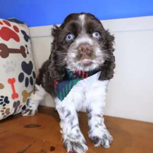 Sydney Cocker Spaniel 01