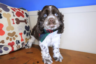 Sydney Cocker Spaniel 01