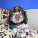 Sydney Cocker Spaniel 02
