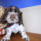 Sydney Cocker Spaniel 03
