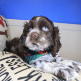 Sydney Cocker Spaniel 04