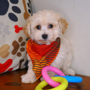 Tank Maltipoo 01