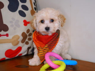 Tank Maltipoo 01