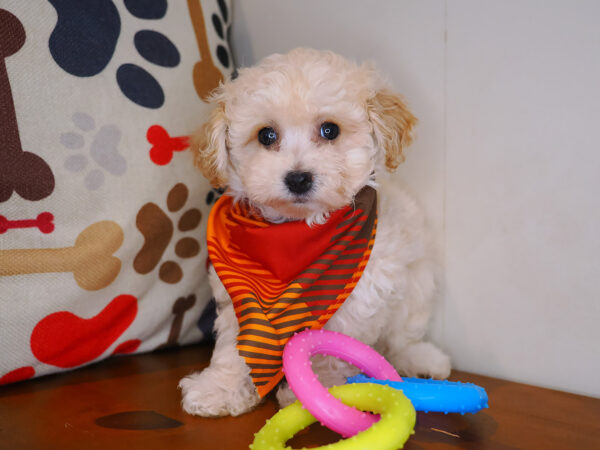Tank Maltipoo 01