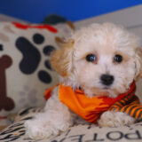 Tank Maltipoo 02