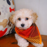 Tank Maltipoo 03