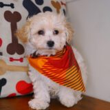 Tank Maltipoo 04