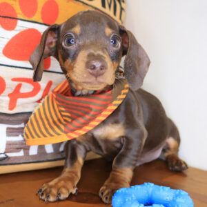 Teak Dachshund 01