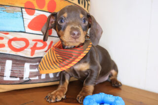 Teak Dachshund 01