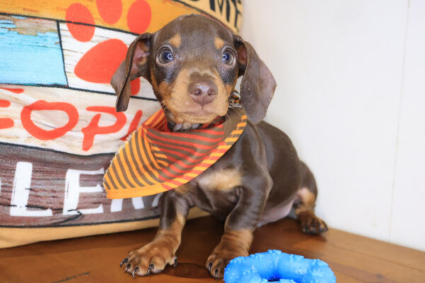 Teak Dachshund 01
