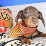 Teak Dachshund 02