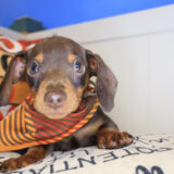 Teak Dachshund 03