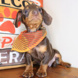 Teak Dachshund 04