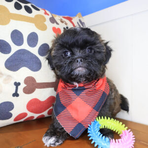 Thoreau Shihpoo 01