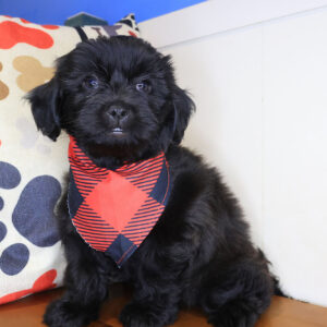 Toby Shihpoo 01