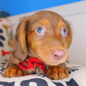 Tonic Dachshund 01