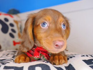 Tonic Dachshund 01