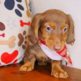 Tonic Dachshund 02