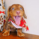 Tonic Dachshund 04