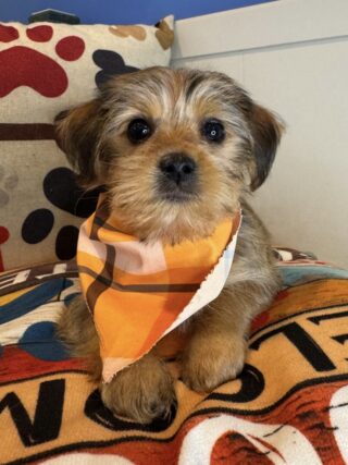Tonny Shorkie 01