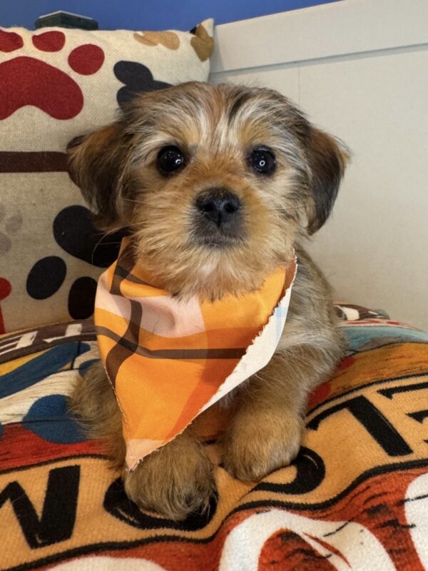 Tonny Shorkie 01