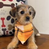Tonny Shorkie 02