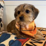 Tonny Shorkie 04