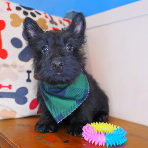 Tuck Scottish Terrier 01