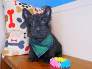Tuck Scottish Terrier 01